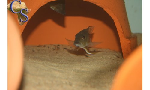 Gnathochromis permaxillaris